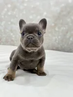 Titan, a male French Bulldog for sale in Kent, WA – Photo 4 of 4