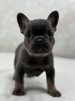 Titan, a male French Bulldog for sale in Kent, WA – Photo 2 of 4