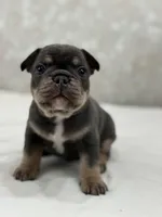 Rocket , a male French Bulldog for sale in Kent, WA – Photo 2 of 3