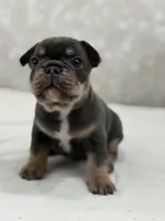 Rocket , a male French Bulldog for sale in Kent, WA – Photo 3 of 3