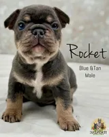 Rocket , a male French Bulldog for sale in Kent, WA – Photo 1 of 3