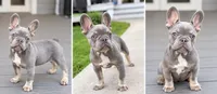 Waves , a female French Bulldog for sale in Kent, WA – 5 of 5
