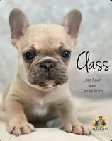 Class, a male French Bulldog for sale in Kent, WA – Photo 5 of 6