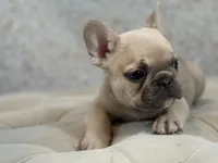 Class, a male French Bulldog for sale in Kent, WA – Photo 1 of 6