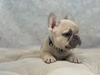Class, a male French Bulldog for sale in Kent, WA – Photo 3 of 6