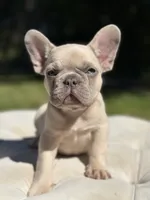 Ray, a male French Bulldog for sale in Kent, WA – 2 of 8
