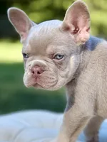 Ocean, a male French Bulldog for sale in Kent, WA – 2 of 6