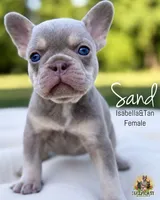 Sand, a female French Bulldog for sale in Kent, WA – 1 of 4
