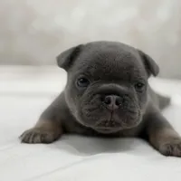 Lucky, a male French Bulldog for sale in Kent, WA – Photo 5 of 7