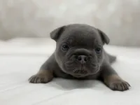 Lucky, a male French Bulldog for sale in Kent, WA – Photo 4 of 6