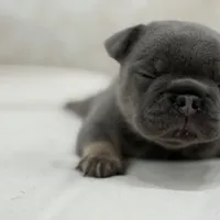 Lucky, a male French Bulldog for sale in Kent, WA – Photo 2 of 7