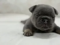 Lucky, a male French Bulldog for sale in Kent, WA – Photo 2 of 6