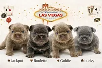 Lucky, a male French Bulldog for sale in Kent, WA – Photo 6 of 6