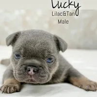 Lucky, a male French Bulldog for sale in Kent, WA – Photo 3 of 7