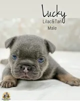 Lucky, a male French Bulldog for sale in Kent, WA – Photo 1 of 6