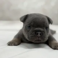 Lucky, a male French Bulldog for sale in Kent, WA – Photo 6 of 7