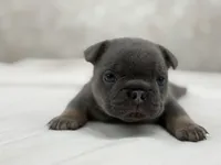 Lucky, a male French Bulldog for sale in Kent, WA – Photo 5 of 6