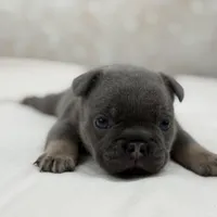 Lucky, a male French Bulldog for sale in Kent, WA – Photo 4 of 7