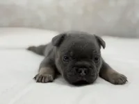 Lucky, a male French Bulldog for sale in Kent, WA – Photo 3 of 6