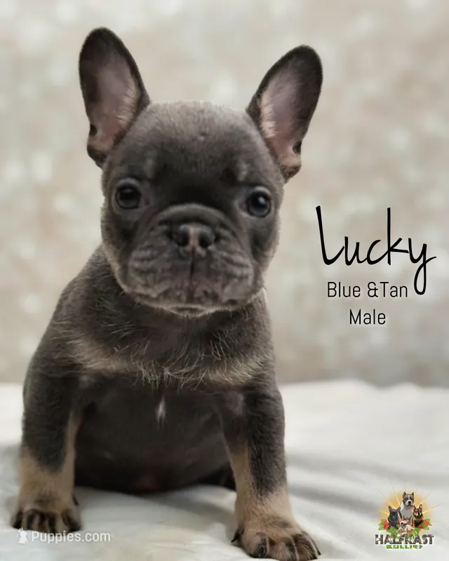 Lucky – French Bulldog puppy for sale in Kent, WA