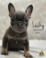 Lucky, a male French Bulldog for sale in Kent, WA – Photo 1 of 7