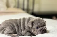 processed/45858a40-714d-4179-b0a9-3c1666b72668/listing/e6ed66b1-1128-44ff-a765-dc36408638c6/c48e75cc-54f9-4d5a-94e3-95383db0f91a