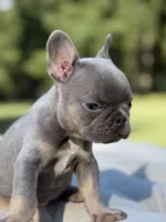 Waves, a female French Bulldog for sale in Kent, WA – 2 of 7