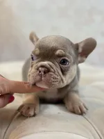 Harold, a male French Bulldog for sale in Kent, WA – Photo 4 of 7