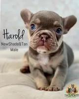 Harold, a male French Bulldog for sale in Kent, WA – Photo 1 of 7
