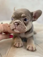 Harold, a male French Bulldog for sale in Kent, WA – Photo 7 of 7