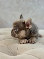 Harold, a male French Bulldog for sale in Kent, WA – Photo 3 of 7