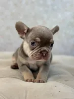 Harold, a male French Bulldog for sale in Kent, WA – Photo 5 of 7