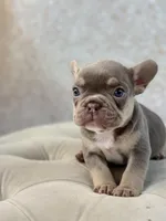 Harold, a male French Bulldog for sale in Kent, WA – Photo 6 of 7