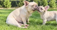 Delta, a female French Bulldog for sale in Kent, WA – 3 of 4