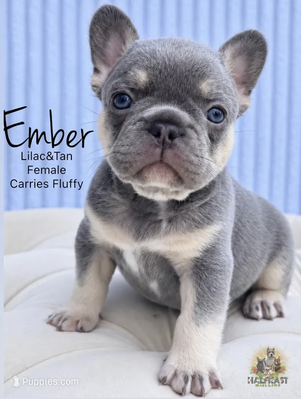 Ember – French Bulldog puppy for sale in Kent, WA