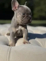 Waves, a female French Bulldog for sale in Kent, WA – 7 of 7