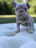 Tide, a male French Bulldog for sale in Kent, WA – 3 of 5