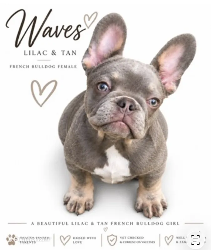 Waves  – French Bulldog puppy for sale in Kent, WA