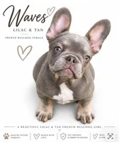 Waves , a female French Bulldog for sale in Kent, WA – 1 of 5