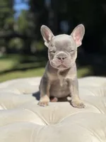Sol, a male French Bulldog for sale in Kent, WA – 2 of 4