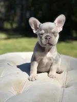 Coral, a female French Bulldog for sale in Kent, WA – 3 of 5