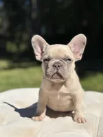Ray, a male French Bulldog for sale in Kent, WA – 5 of 8