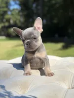Pearl, a female French Bulldog for sale in Kent, WA – 2 of 7