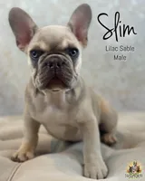 Slim, a male French Bulldog for sale in Kent, WA – Photo 1 of 5