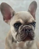 Slim, a male French Bulldog for sale in Kent, WA – Photo 5 of 5