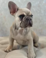 Slim, a male French Bulldog for sale in Kent, WA – Photo 3 of 5