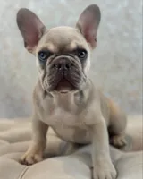 Slim, a male French Bulldog for sale in Kent, WA – Photo 2 of 5