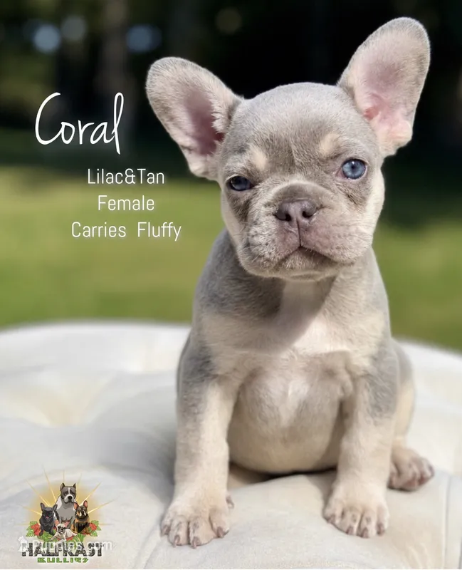 Coral – French Bulldog puppy for sale in Kent, WA