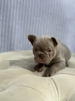 Autumn, a female French Bulldog for sale in Kent, WA – 6 of 6