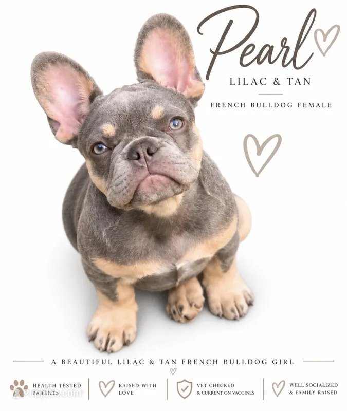 Pearl – French Bulldog puppy for sale in Kent, WA